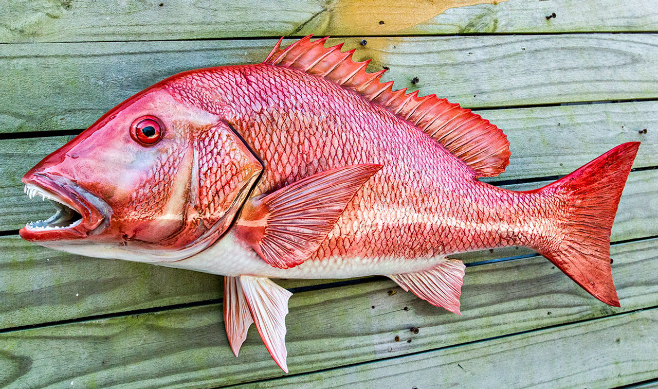Red Snapper 30L inch Full Mount Fiberglass Fish Replica - The Fish
