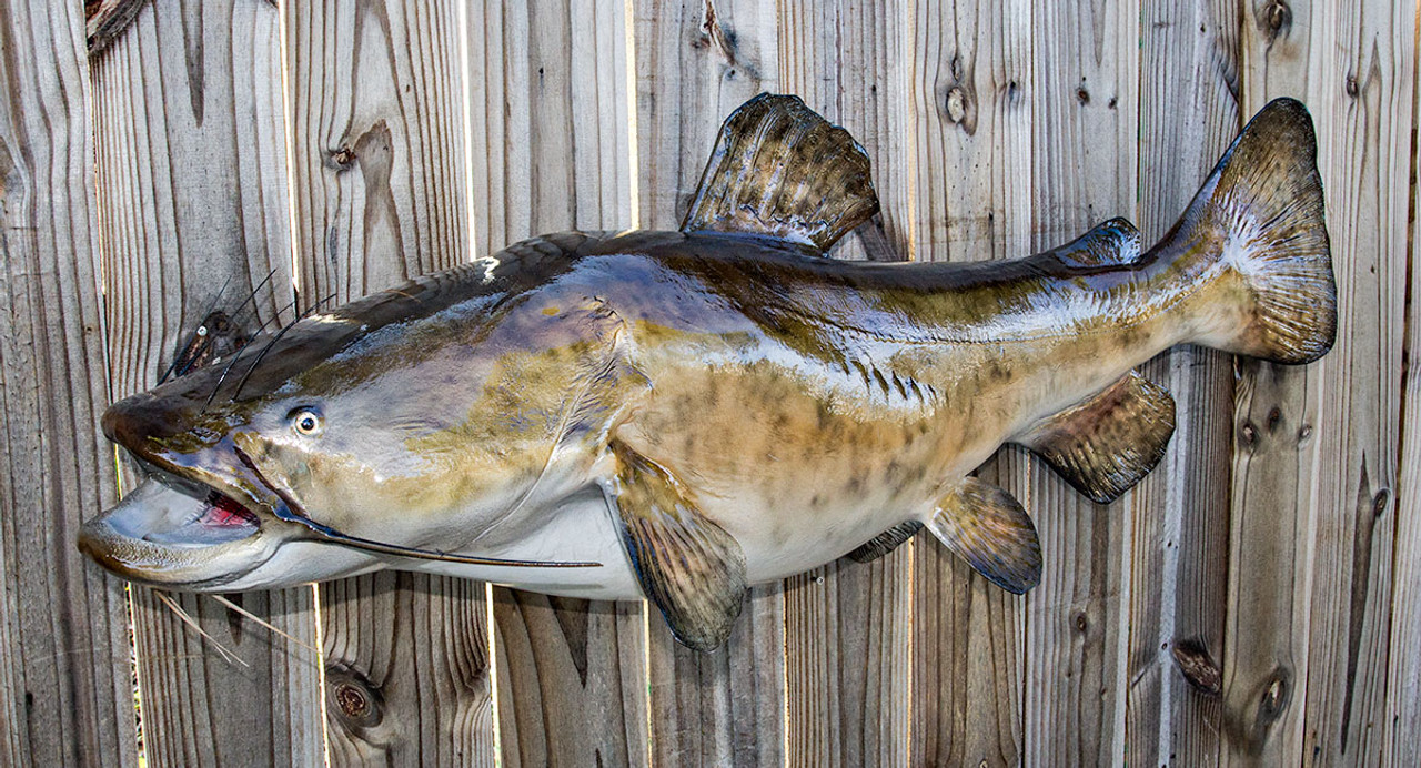 Flathead Catfish 50L full mount fiberglass fish replica - The Fish Mount  Store