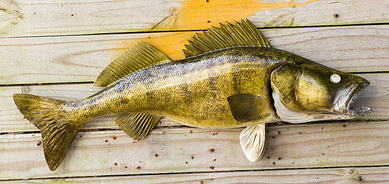 Walleye 31 Half Mount fiberglass fish replica - The Fish Mount Store