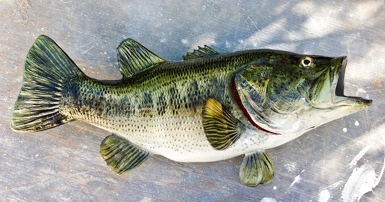 big mouth bass fish