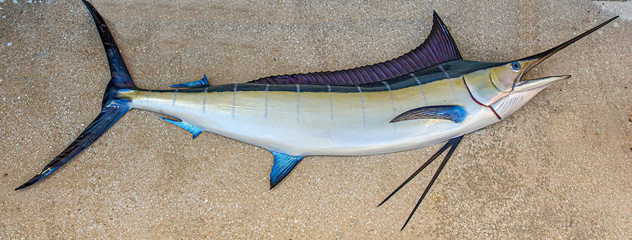 Blue Marlin 79 inch full mount fiberglass fish replica - The Fish Mount  Store