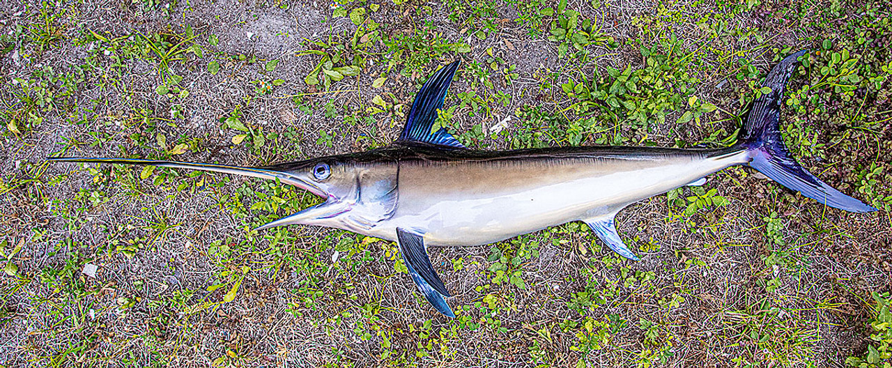 Swordfish 68 fiberglass half mount fish replica - The Fish