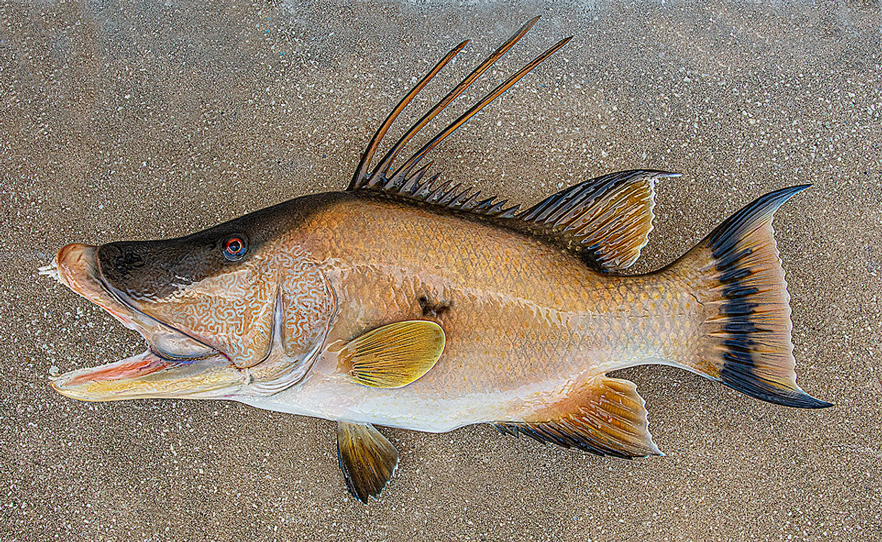 28'' Hog Fish/hog Snapper Half-side Fish Mount Expertly Painted