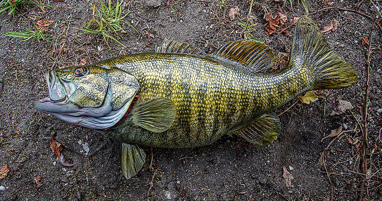 Smallmouth Bass 21L inch Full Mount Fiberglass Fish Replica