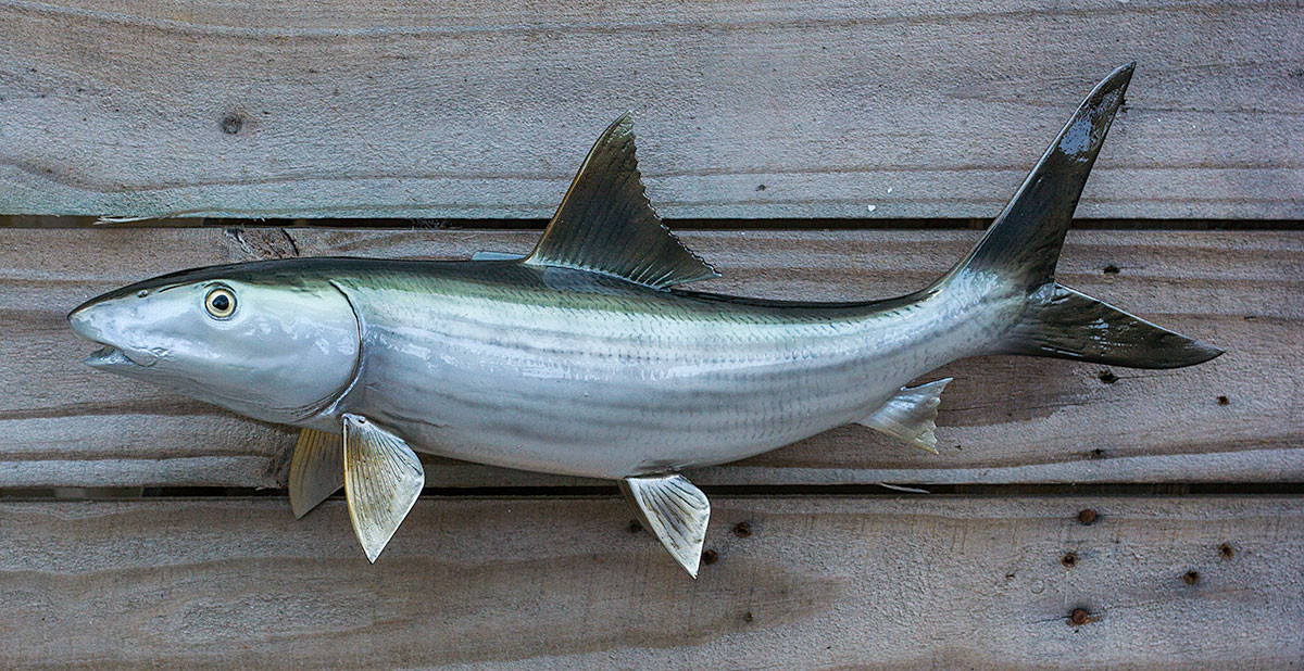 Bonefish 17 inch full mount fiberglass fish replica - The Fish Mount Store