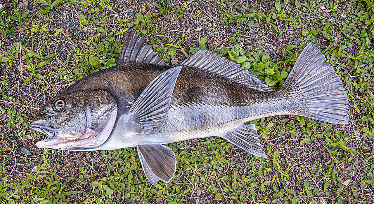 Black Drum 21 inch full mount fiberglass fish replica - The Fish Mount Store