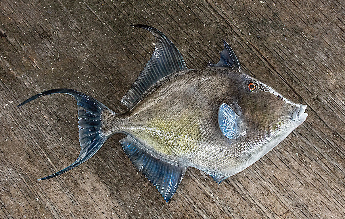Gray Triggerfish 18 inch full mount fiberglass fish mount - The Fish ...