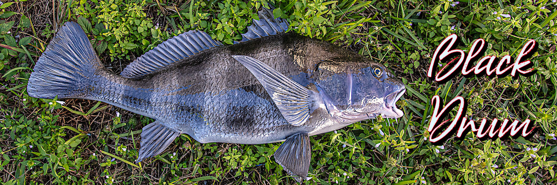 28-inch Red Snapper - Fish Mounts