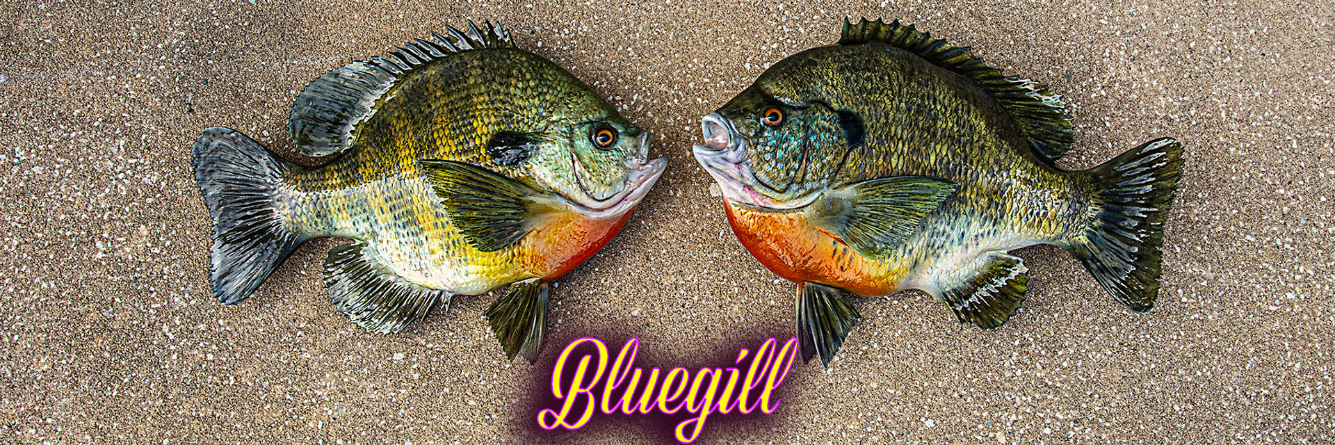 Bluefish 29 inch Full Mount Fiberglass Fish Replica - The Fish