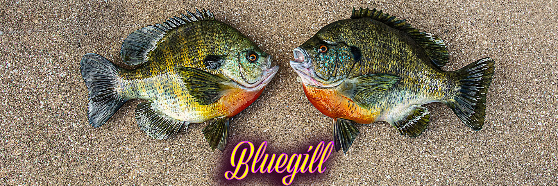 Cabela's Freshwater Fish Mount Replica Bluegill