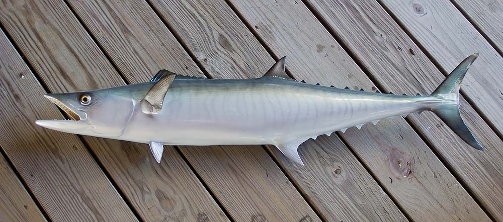 48 inch King Mackerel Full Mount Replica The Fish Mount Store
