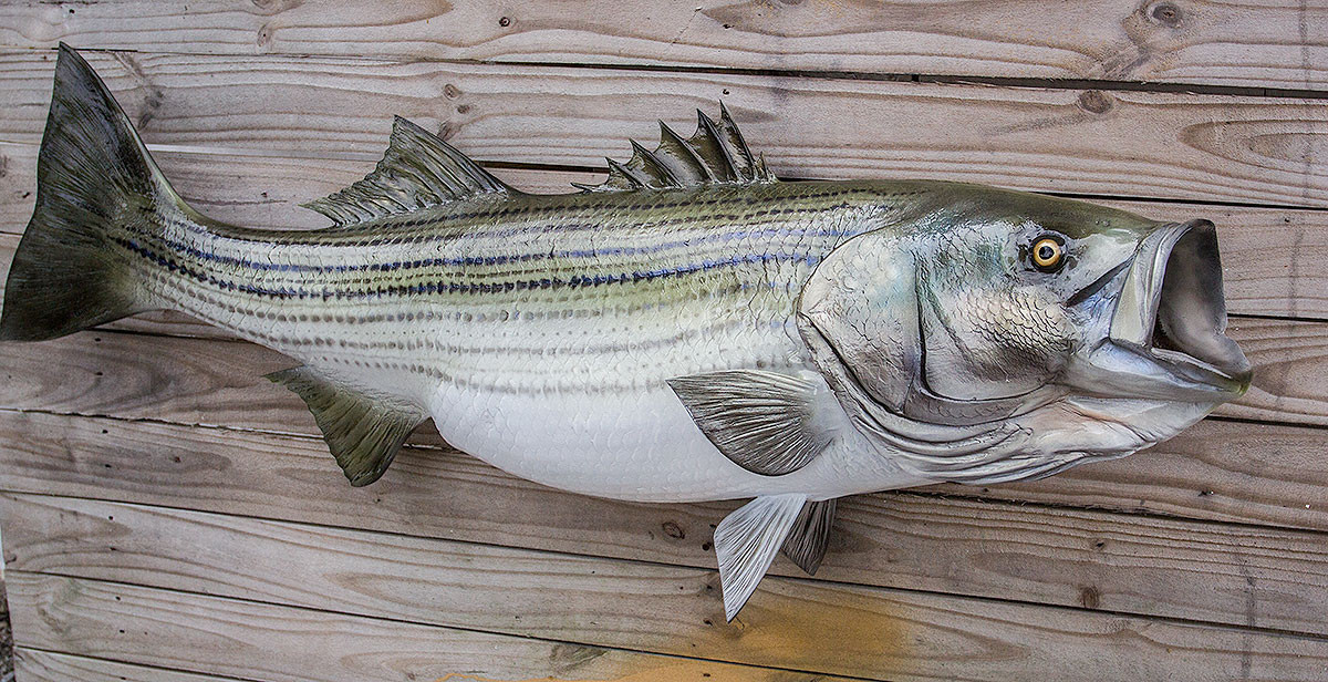 Striped Bass 49 inch full mount fiberglass fish replica also Striper