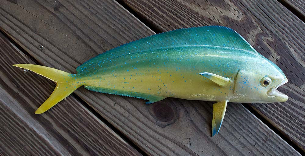 Mahi Mahi replicas