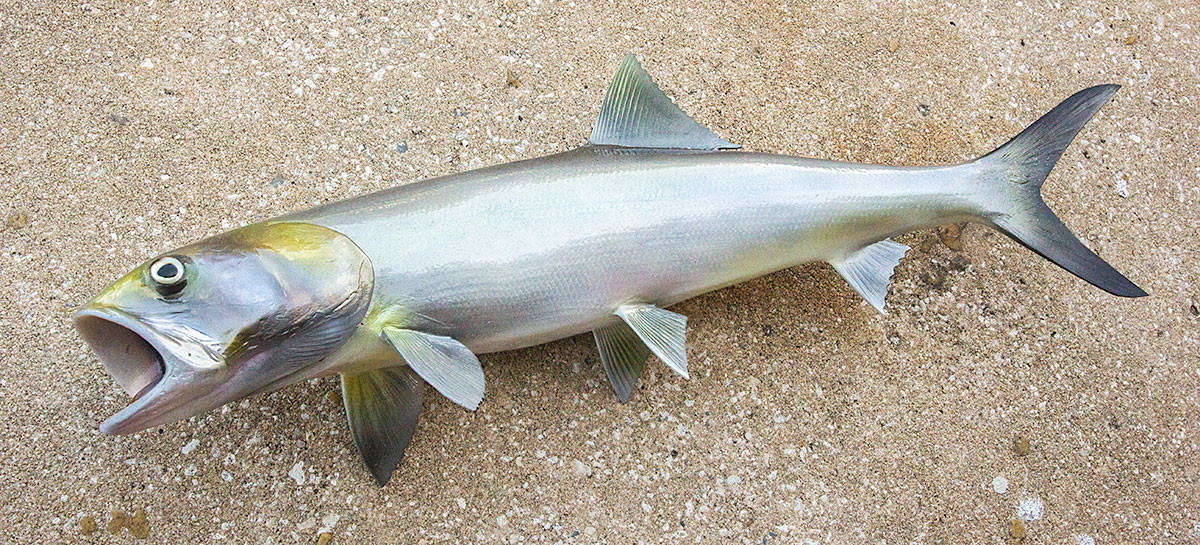 INSHORE COLLECTION Ladyfish The Fish Mount Store