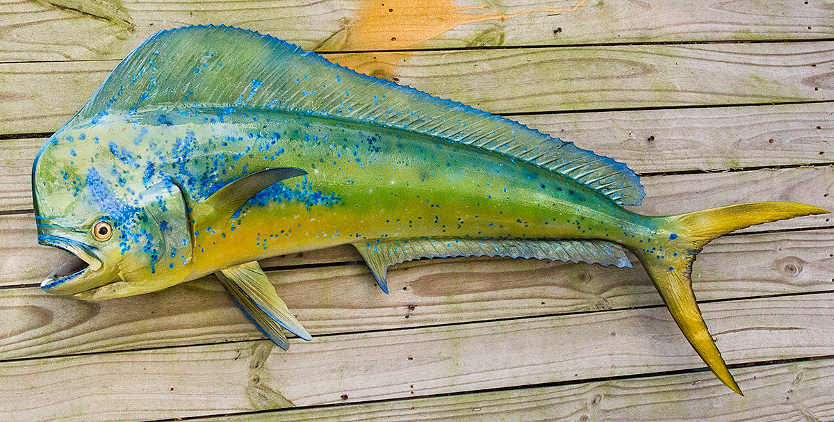 Mahi Mahi 48 inch Full Mount Fiberglass Fish Replica The Fish Mount Store
