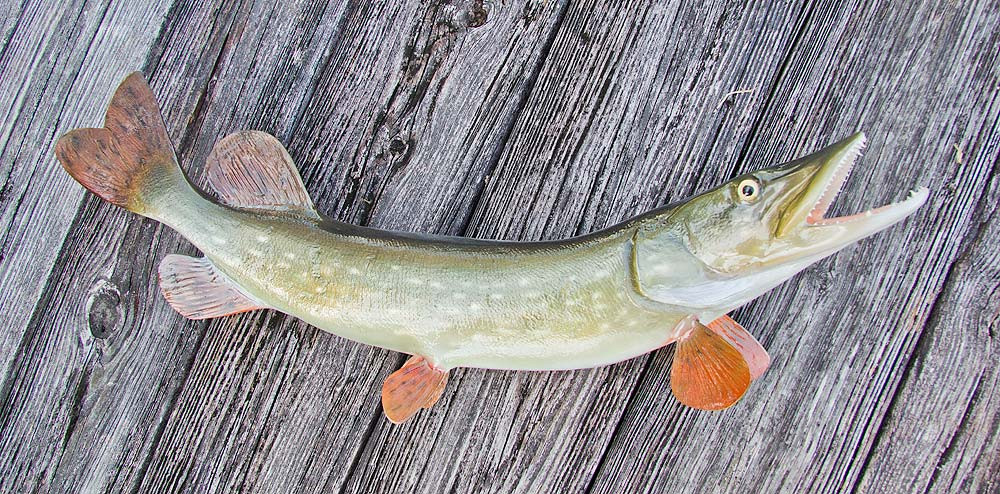 Northern Pike 30 inch fiberglass fish mount replica - The Fish Mount Store