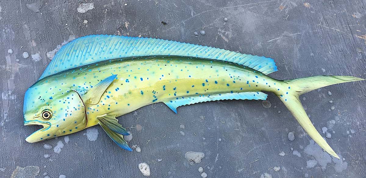 Mahi Mahi replicas