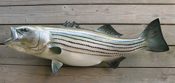 Striped bass fiberglass fish replica Striped bass fiberglass fish replica