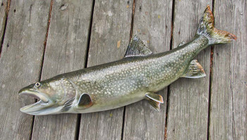Lake Trout 40 inch full mount fiberglass fish replica