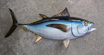 Bluefin Tuna Fiberglass fish replica