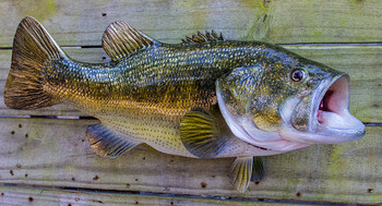 Largemouth Bass fiberglass fish replica Largemouth Bass fiberglass fish replica