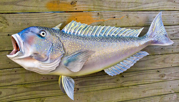 Tilefish Replicas