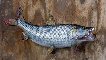 Tigerfish fiberglass fish replica Tigerfish fiberglass fish replica