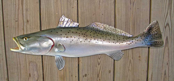 INSHORE COLLECTION - Seatrout - The Fish Mount Store