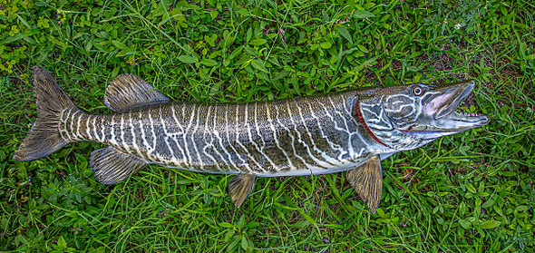 Tiger Musky fiberglass fish replica