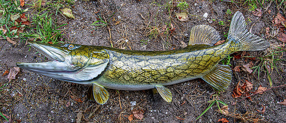Pickerel fiberglass fish replica