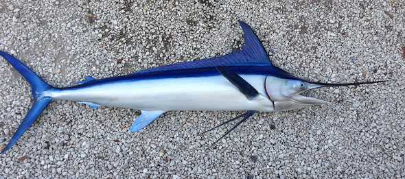 Spearfish fiberglass fish replica Spearfish fiberglass fish replica