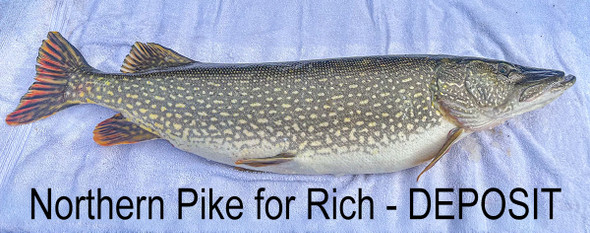 Northern Pike for Rich - DEPOSIT