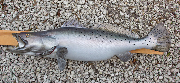 Speckled trout, seatrout fiberglass fish replica
