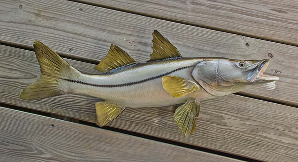 INSHORE COLLECTION - Snook - The Fish Mount Store
