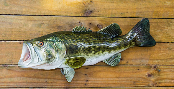 Largemouth Bass fiberglass fish replica