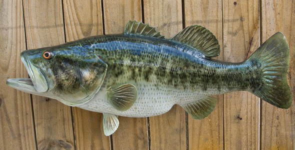 Largemouth Bass fiberglass fish replica