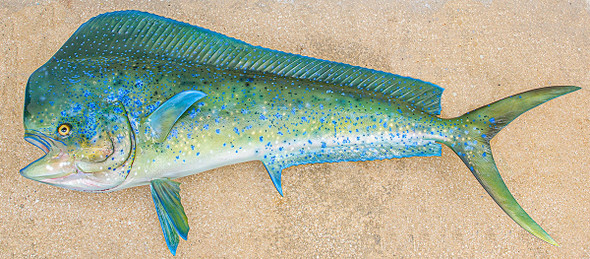 Mahi Mahi, Dolphin, Dorado fiberglass fish replica