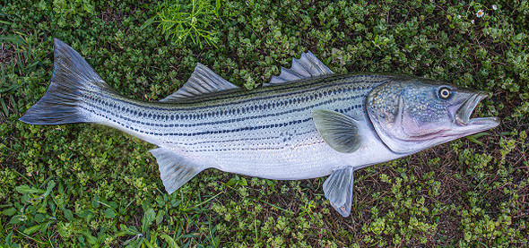 Striped Bass replica, rockfish replica