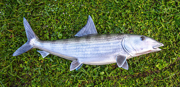 Bonefish fiberglass fish replica
