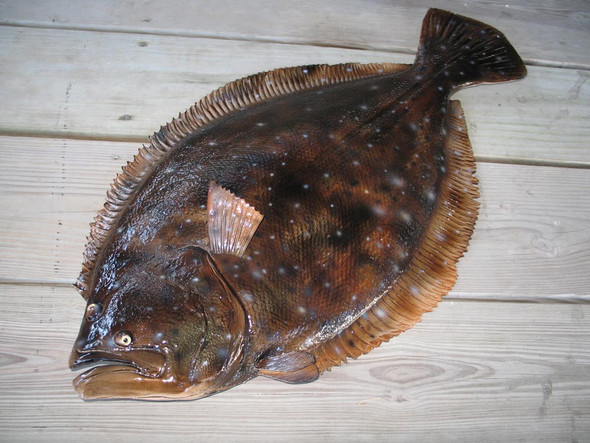Flounder 19 inch half mount fiberglass fish replica - The Fish