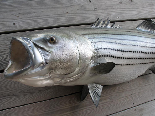 Striped bass fiberglass fish replica