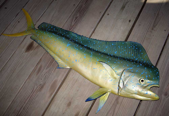 Mahi Mahi fiberglass fish replica