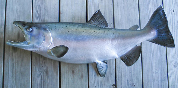 King Salmon fiberglass fish replica
