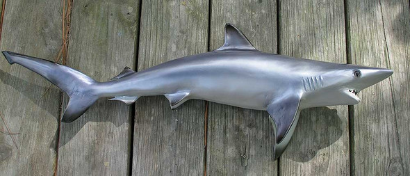 Blacktip Shark 40 inch full mount fiberglass fish replica