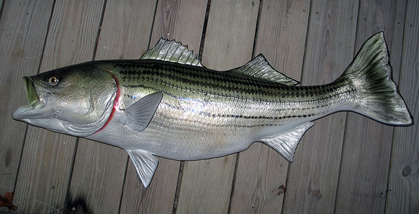 Striped Bass 48 inch full mount fiberglass fish replica - also Striper, Rockfish