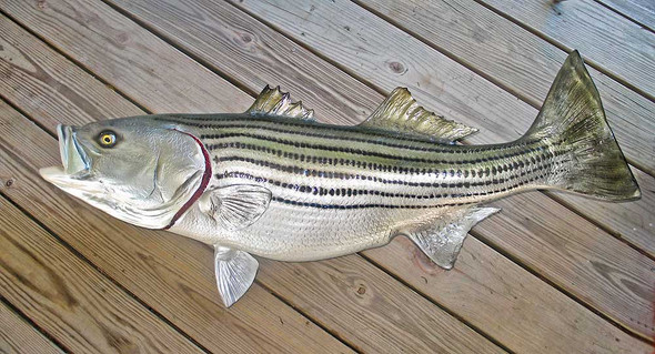 FRESHWATER - Striped Bass - Page 1 - The Fish Mount Store