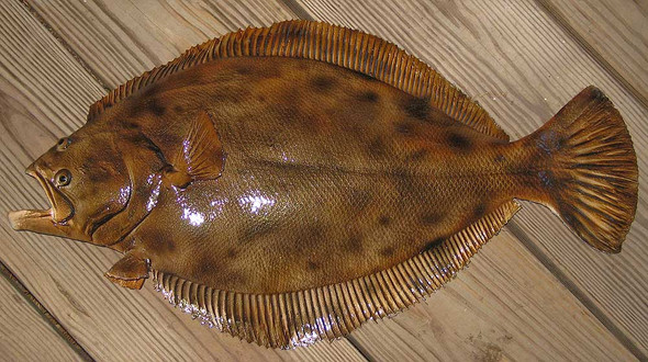 Flounder 19 inch half mount fiberglass fish replica - The Fish