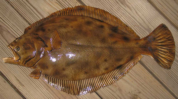 Flounder 24 inch half mount fiberglass fish replica