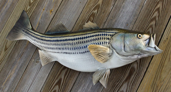 Striped Bass 38 inch full mount fiberglass fish replica - also Striper, Rockfish