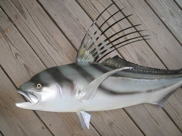 Roosterfish 55 inches Half Mount Fiberglass Fish Replica
